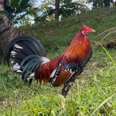 Kevin Peñamante's profile photo