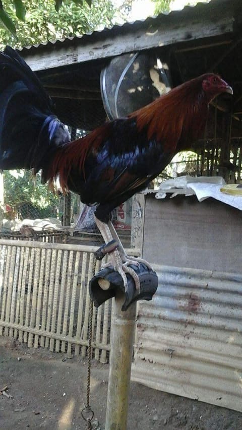 Photo from Marco Polo's post