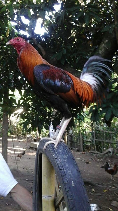 Photo 2 of 8 from Marco Polo's post