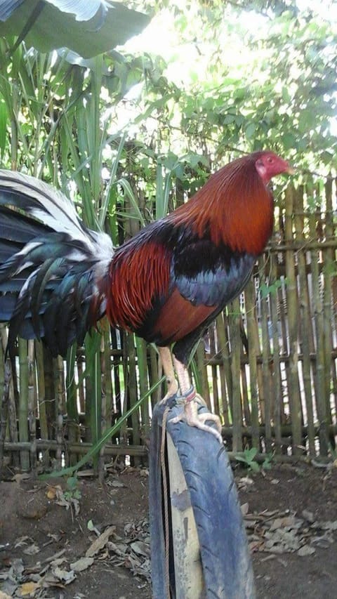 Photo 4 of 8 from Marco Polo's post