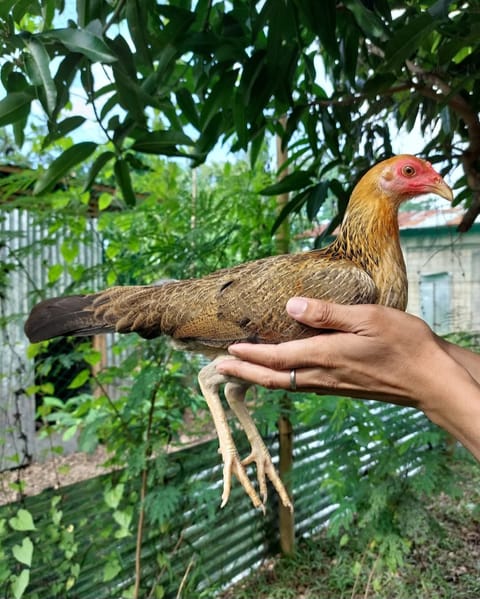 Photo 2 of 3 from JMV818 GAMEFARM's post