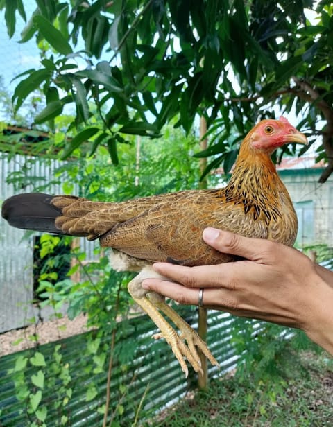 Photo 3 of 3 from JMV818 GAMEFARM's post