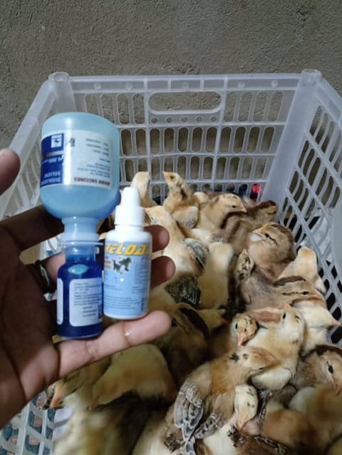 Photo from JMV818 GAMEFARM's post
