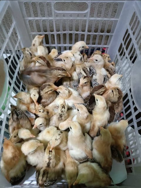 Photo 2 of 2 from JMV818 GAMEFARM's post