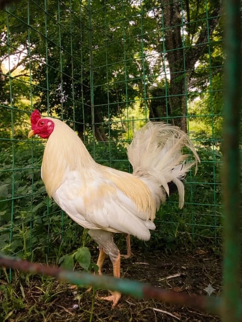 Photo 3 of 4 from Gar Knight GameFowls's post