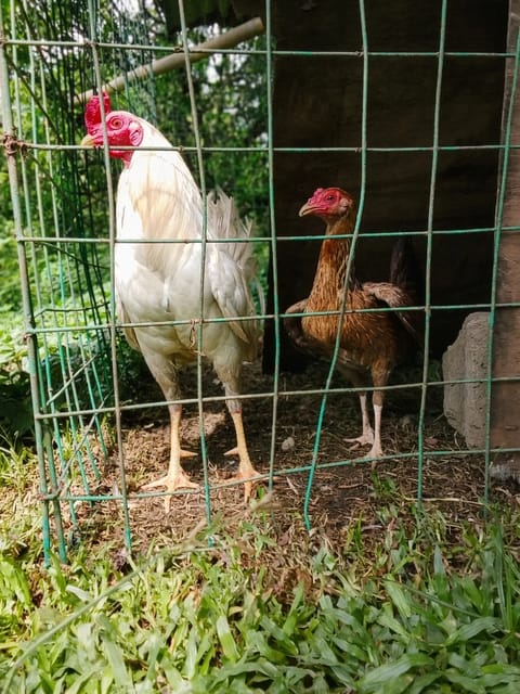 Photo 4 of 4 from Gar Knight GameFowls's post