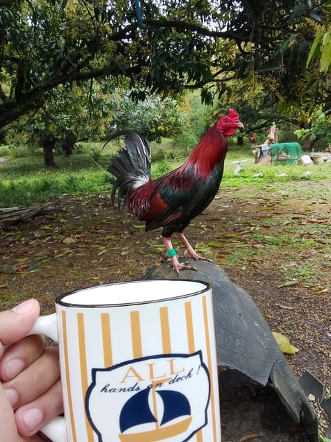 Photo from Gar Knight GameFowls's post