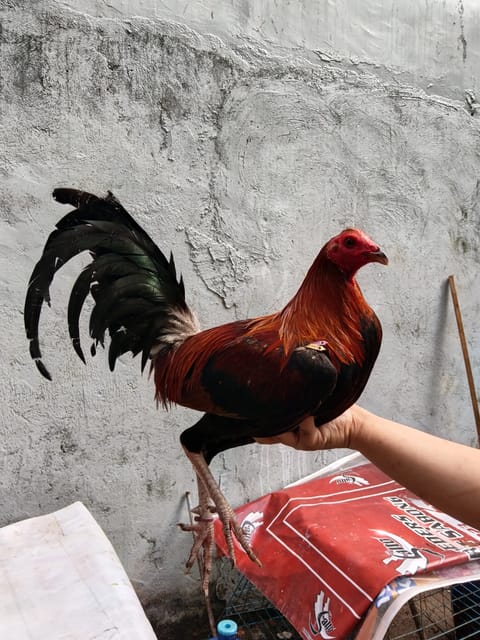 Photo from House of Ashur's post