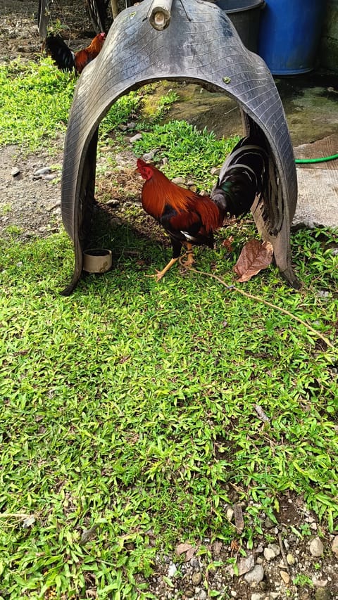 Photo from Riverbend Game Farm's post
