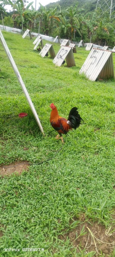 Photo 1 of 15 from Clyde Jenava Chatima Gamefarm's post