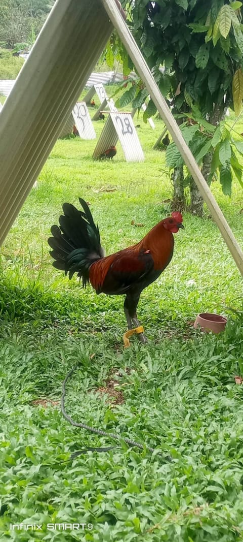 Photo 2 of 15 from Clyde Jenava Chatima Gamefarm's post