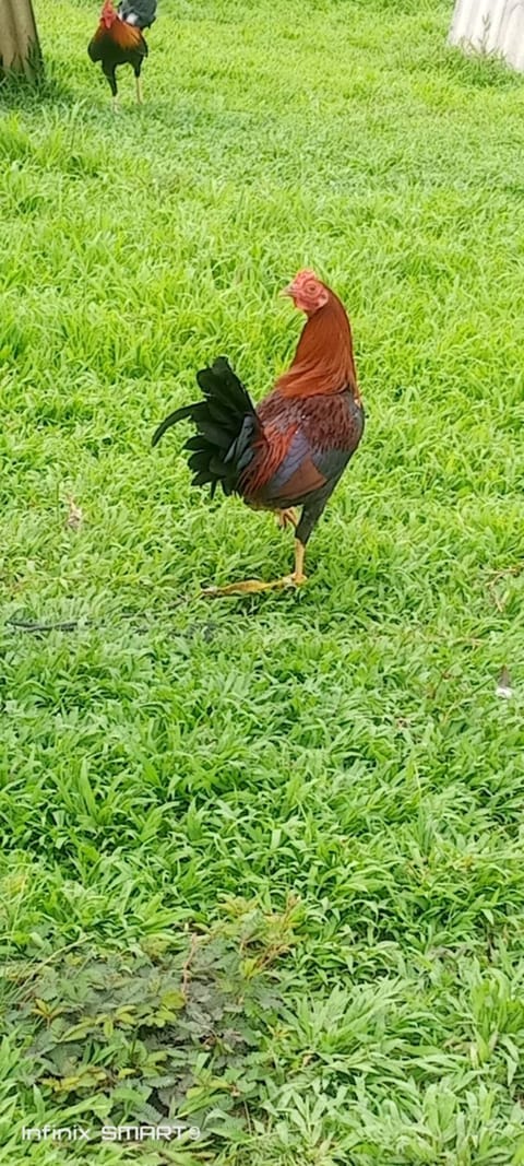 Photo 3 of 15 from Clyde Jenava Chatima Gamefarm's post