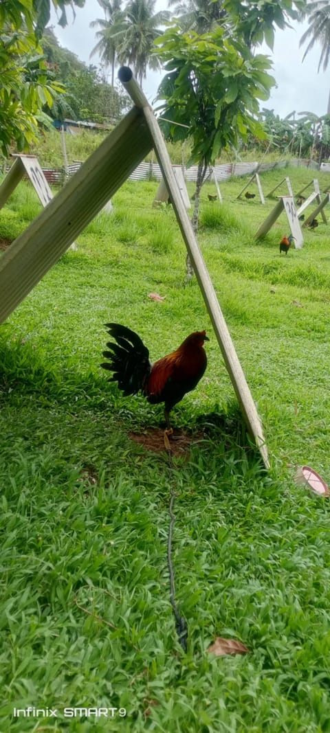 Photo 4 of 15 from Clyde Jenava Chatima Gamefarm's post