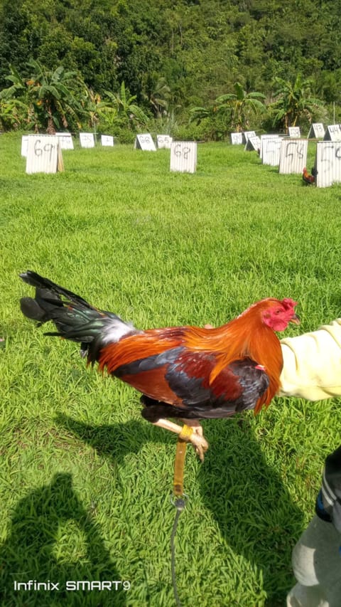 Photo from Clyde Jenava Chatima Gamefarm's post