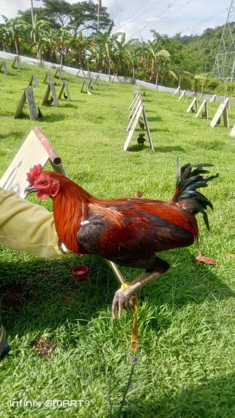 Photo 2 of 6 from Clyde Jenava Chatima Gamefarm's post