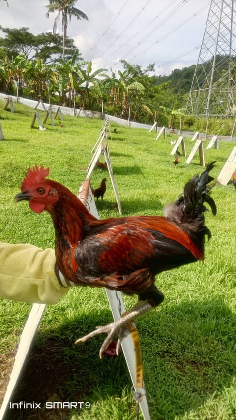 Photo 3 of 6 from Clyde Jenava Chatima Gamefarm's post