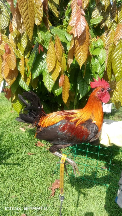 Photo 4 of 6 from Clyde Jenava Chatima Gamefarm's post