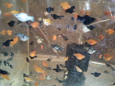 Photo 2 of 4 from DJT AQUAFARM's post