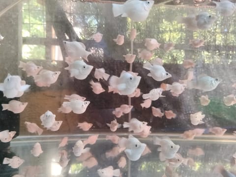 Photo 3 of 4 from DJT AQUAFARM's post