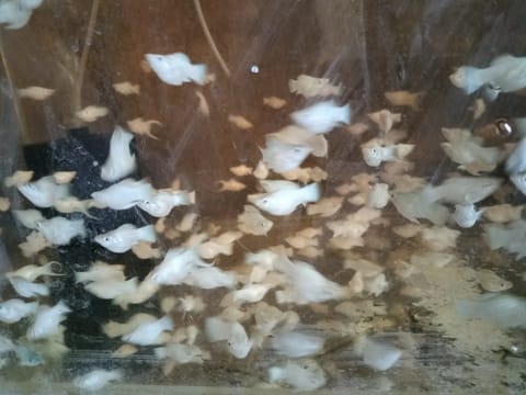 Photo 4 of 4 from DJT AQUAFARM's post