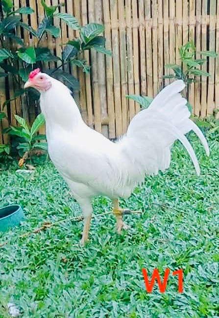 Photo from JCA Gamefarm's post