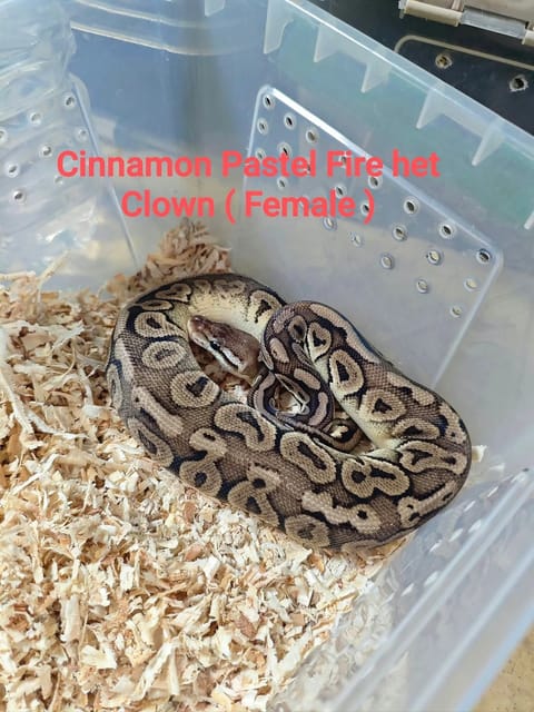 Photo from The Feeders Hub's post