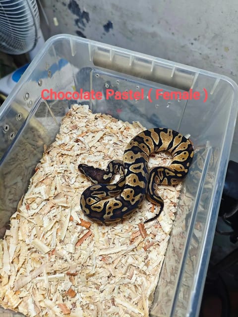 Photo 2 of 5 from The Feeders Hub's post