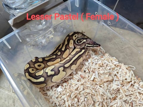 Photo 3 of 5 from The Feeders Hub's post