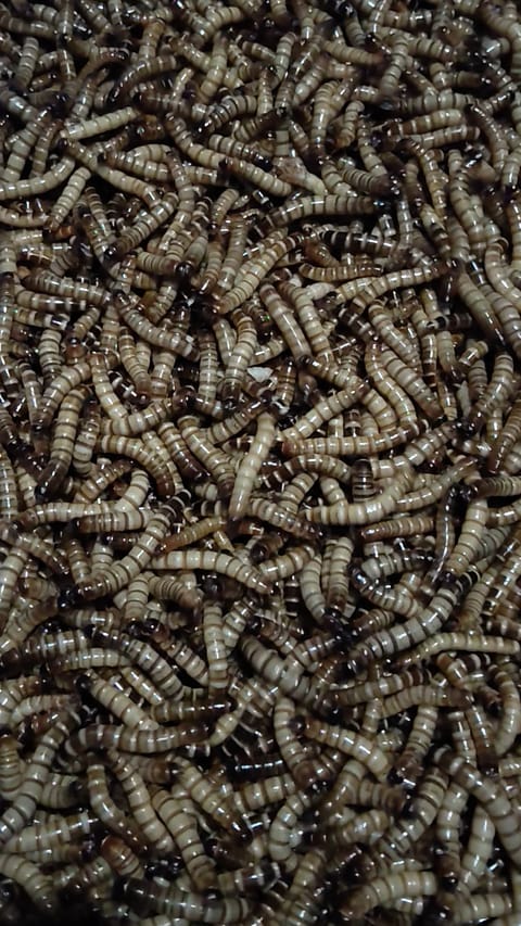 Video from The Feeders Hub's post