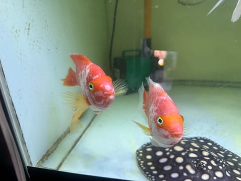 Photo from Maynard Aquatics's post