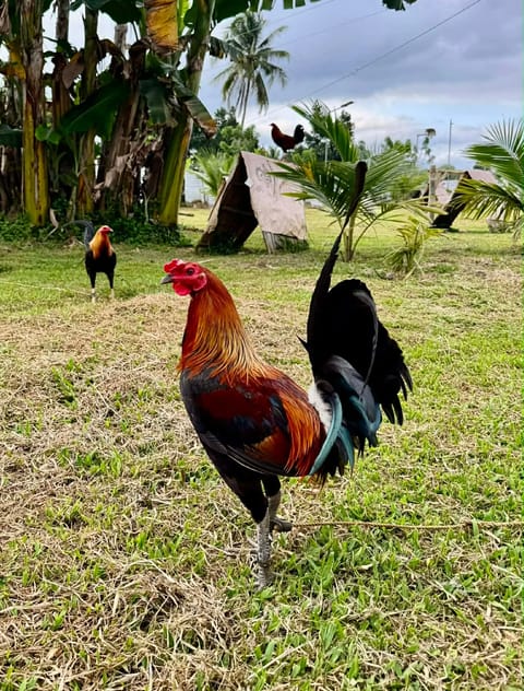Photo from Charlie Juanerio's post