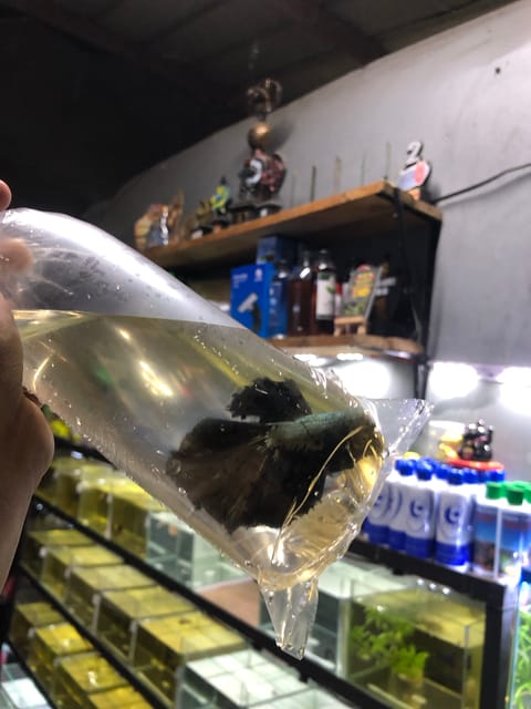Photo from Oashisu Nukku Betta's post