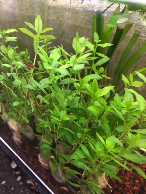 Photo 2 of 2 from Oashisu Nukku Betta's post