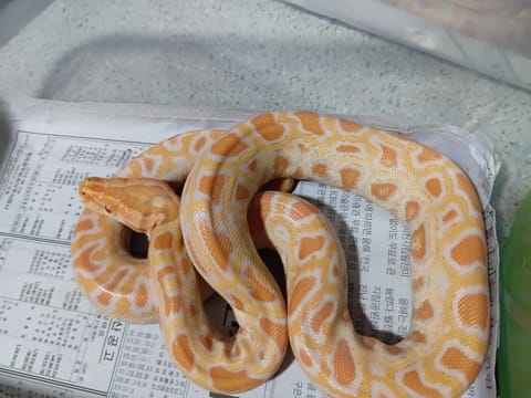 Photo from Cold Blooded Morphs's post