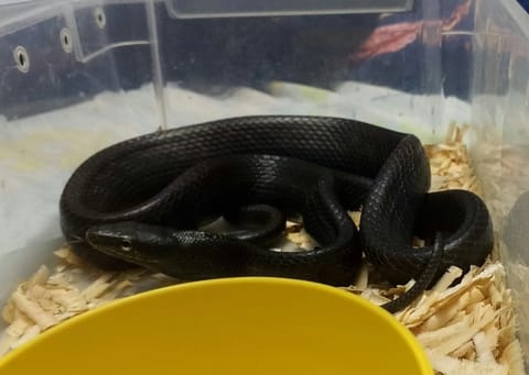 Photo from Cold Blooded Morphs's post