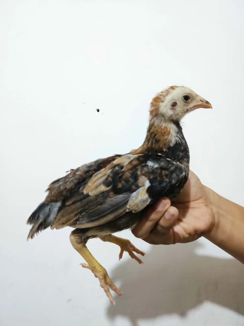 Photo from King burdagol Gamefarm's post