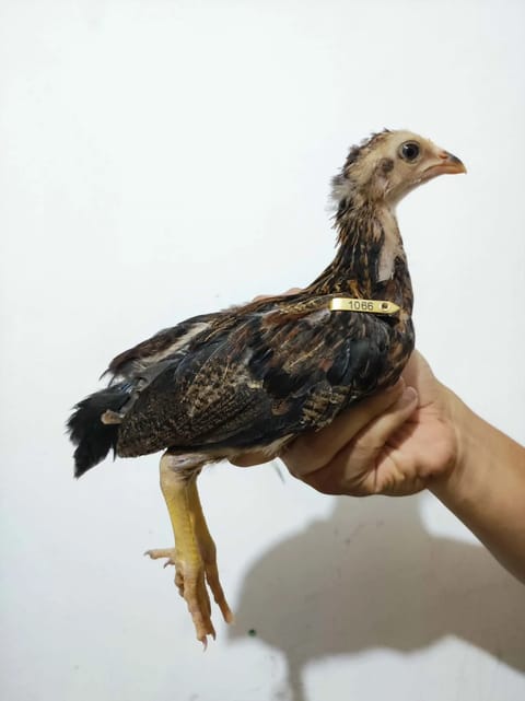 Photo from King burdagol Gamefarm's post