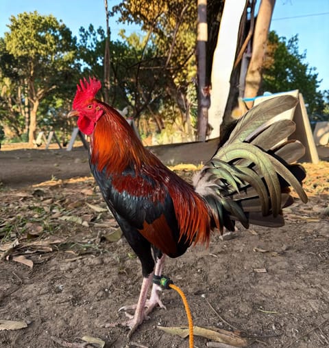 Photo from King burdagol Gamefarm's post