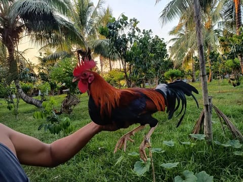 Photo from KRRA GameFarm's post