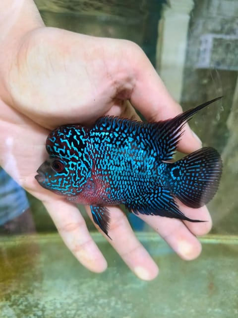 Photo 3 of 4 from ArkWings/ArkQuatics's post