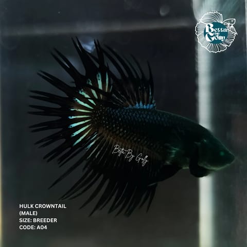 Photo from Betta By Golly's post