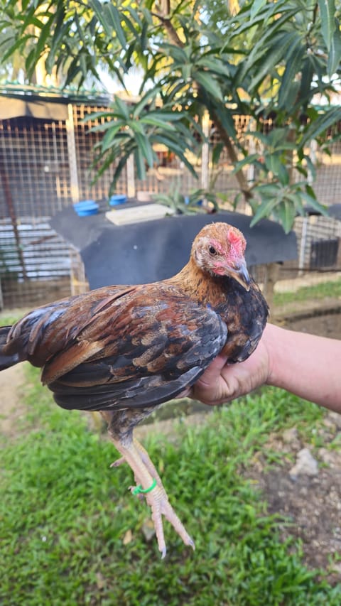 Photo 1 of 2 from Golders Green Gamefarm's post