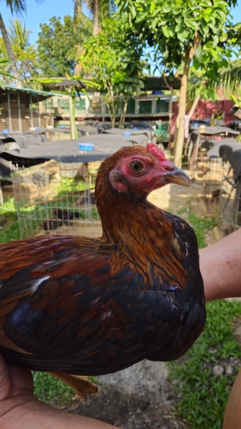 Photo 2 of 2 from Golders Green Gamefarm's post