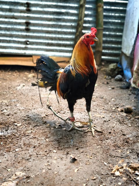 Photo from JP MJ Gamefarm's post