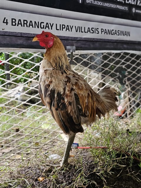 Photo from MAD BREEDER 🐓's post
