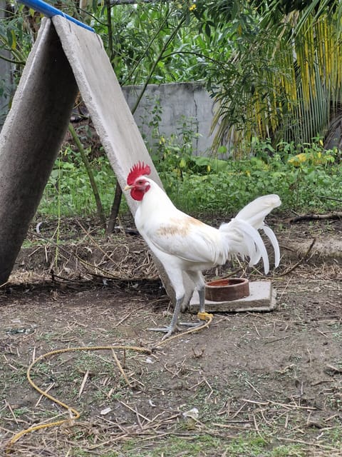 Photo from Aa Mandaragit backyard's post