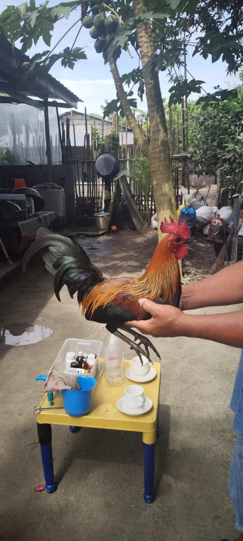 Photo 1 of 5 from Master RB Empire Gamebird's post