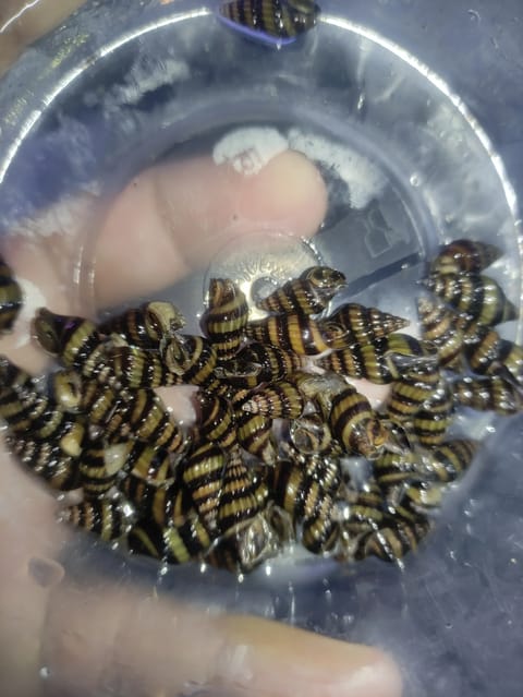 Photo from FRESH WATER BACKYARD's post