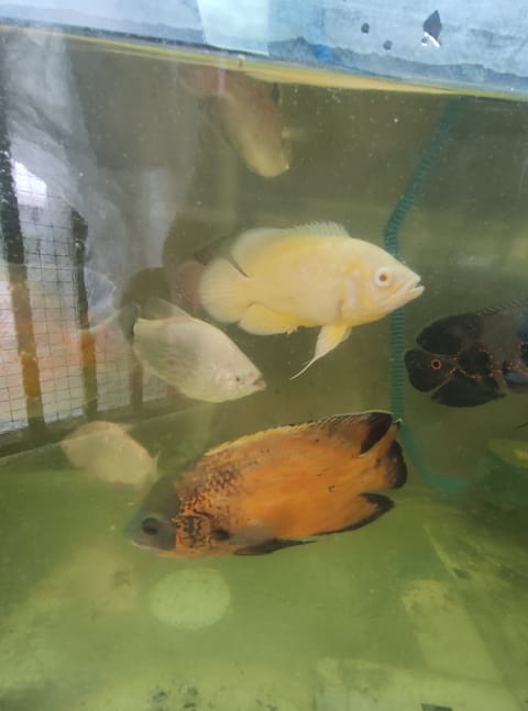 Photo from FRESH WATER BACKYARD's post