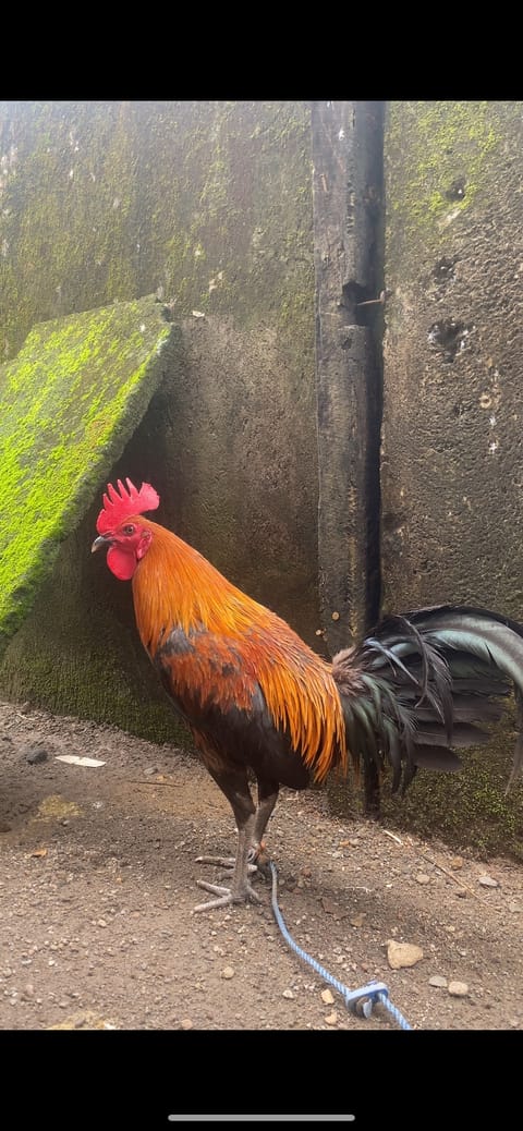 Photo from Hatch Haven Gamefowl's post